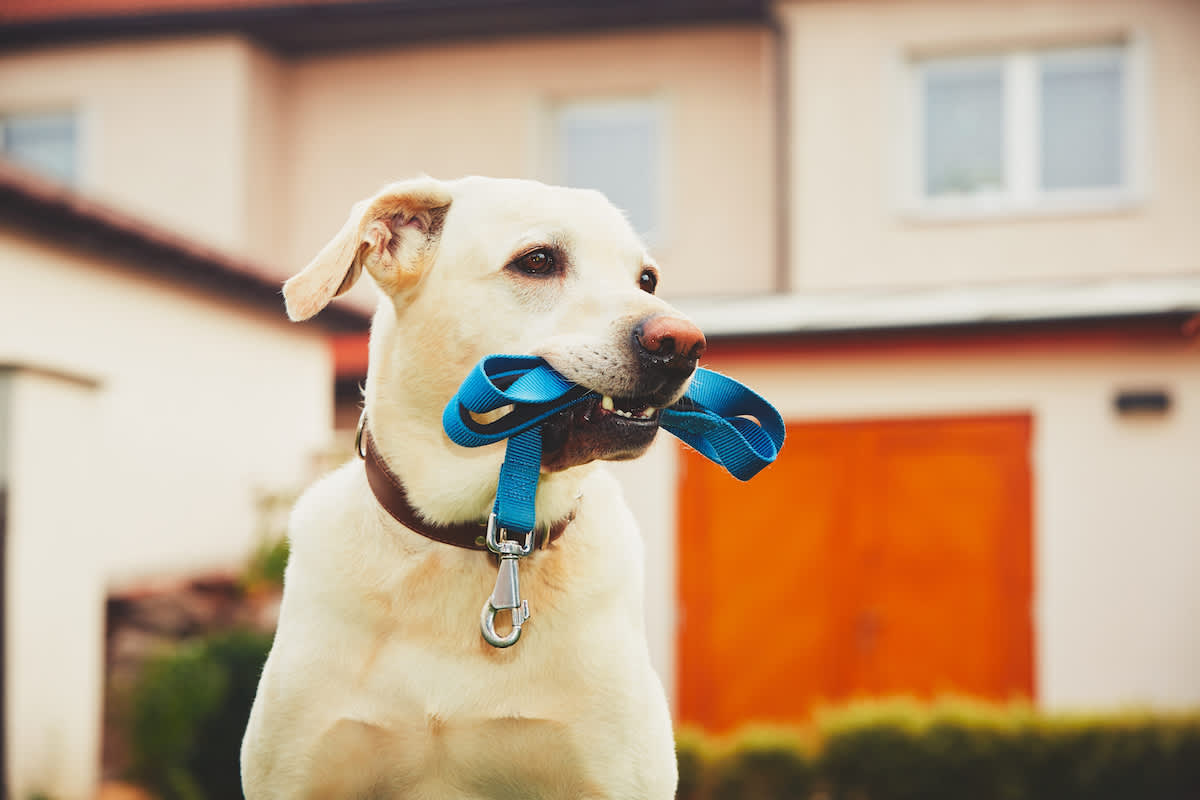 Canva - Dog with leash