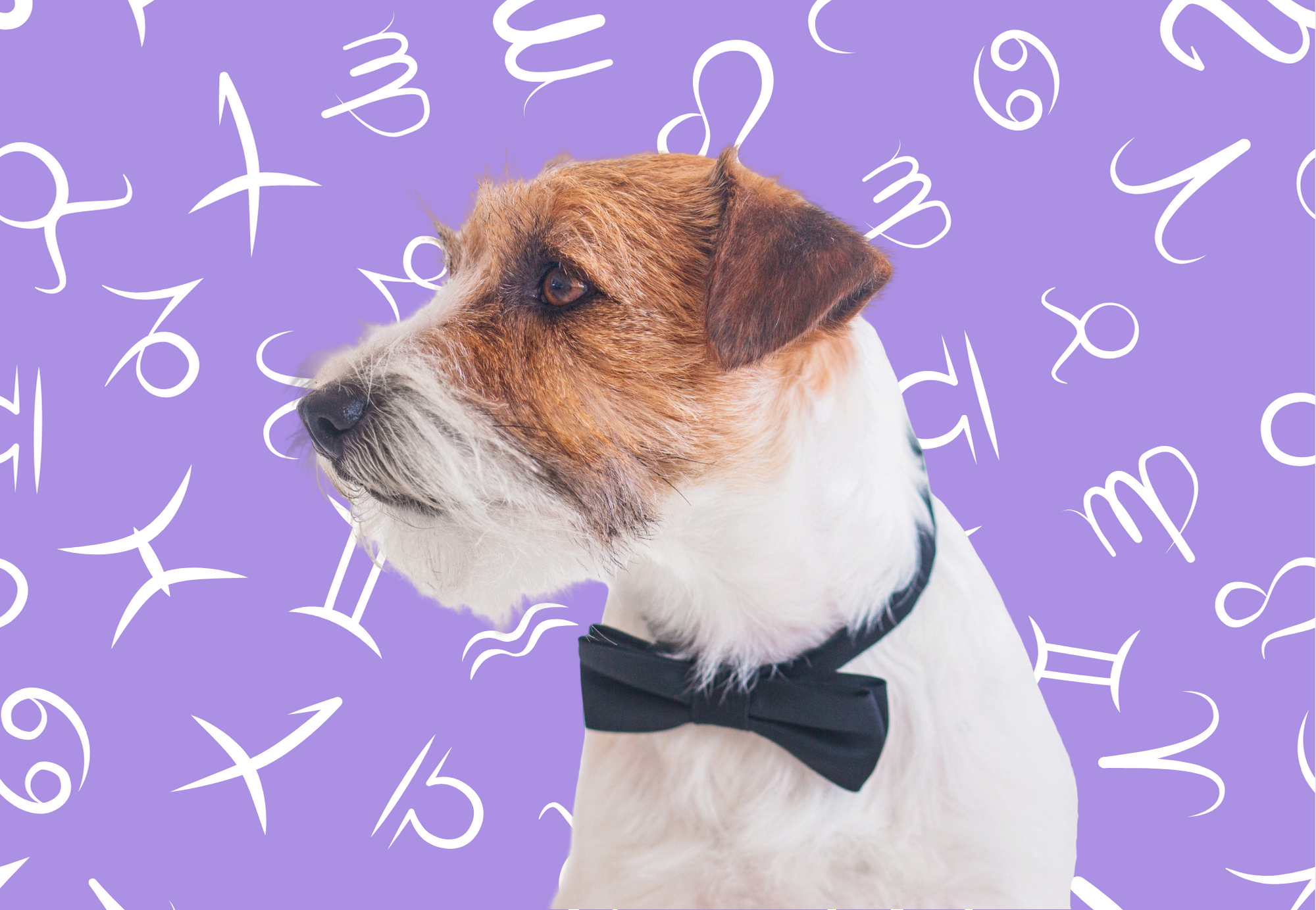 Your Dog's Weekly Horoscope 2020: January 13-19