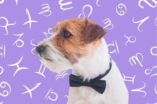 Your Dog's Weekly Horoscope 2020: January 13-19