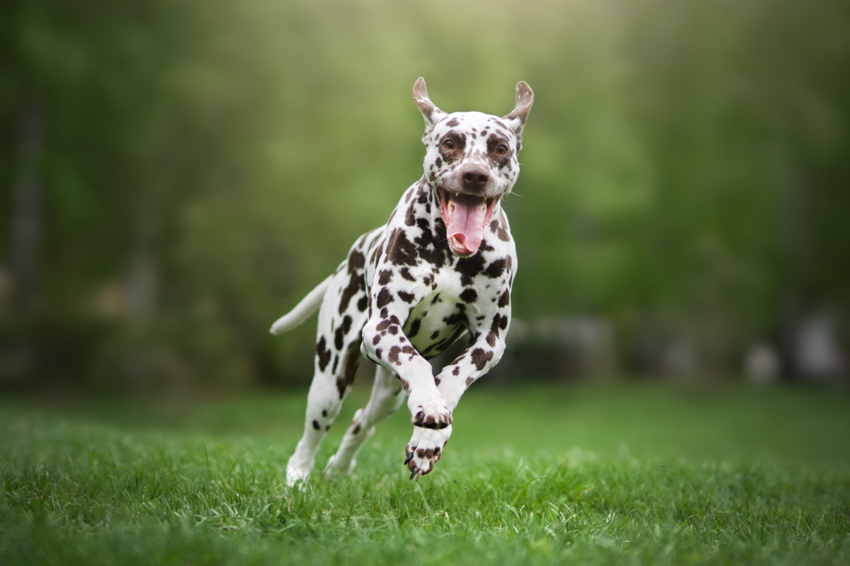 6 Common Health Issues For High-Energy Dog Breeds
