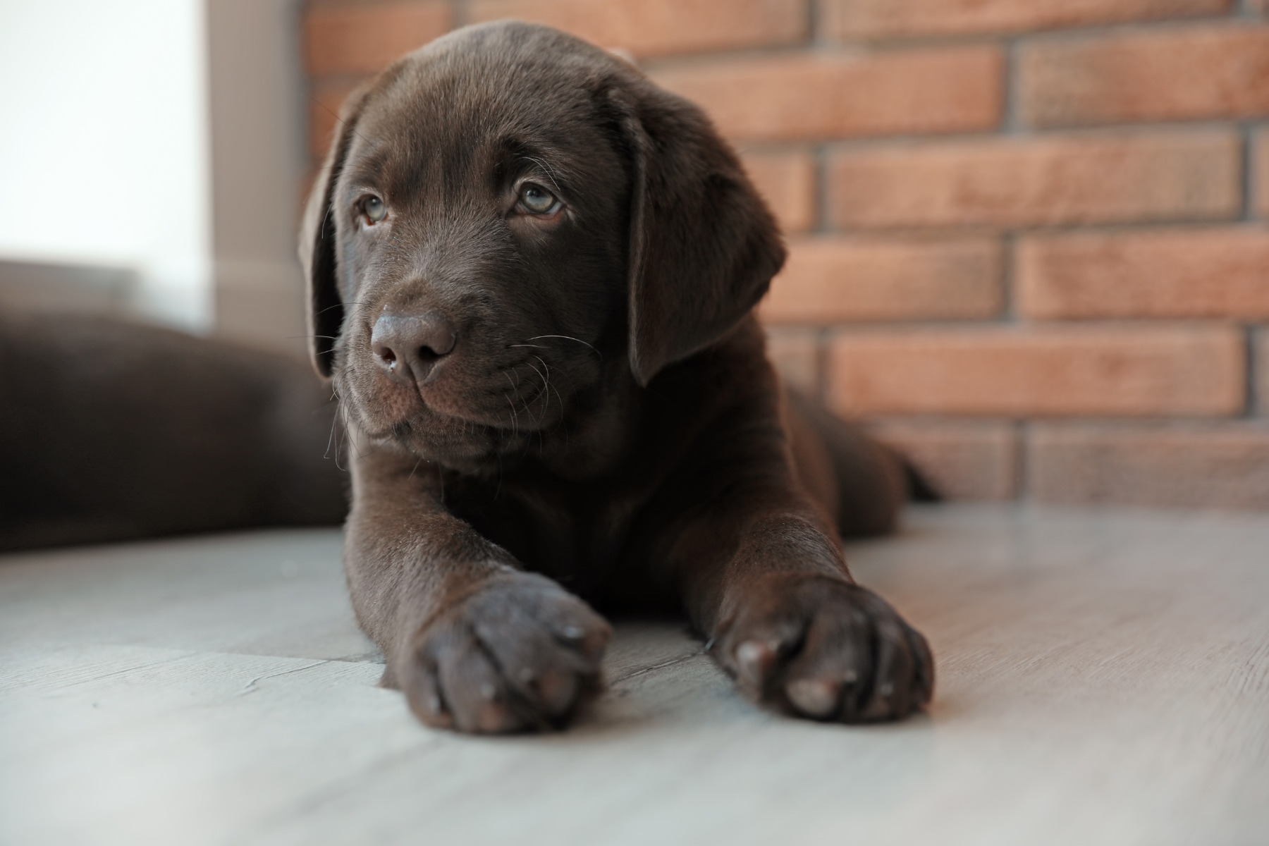 New puppy throwing store up