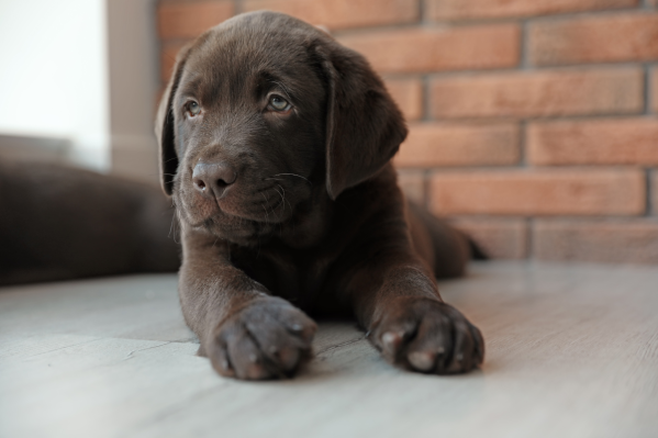 What To Do If Your New Puppy Is Throwing Up
