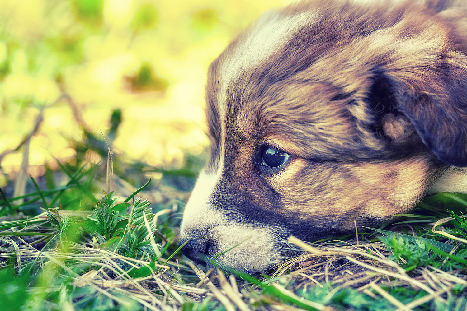 What To Do If Your New Puppy Is Throwing Up