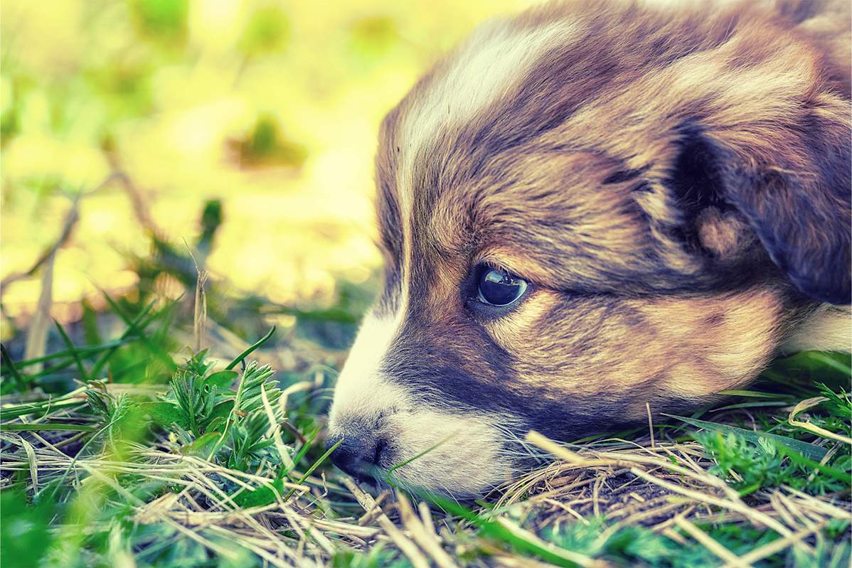 What To Do If Your Puppy Is Throwing Up What To Do If Your Puppy Is Throwing Up