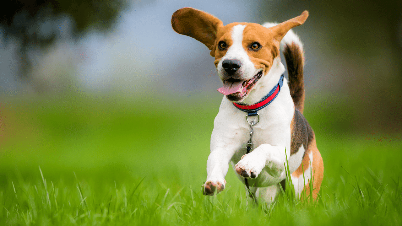 beagle - healthiest dog breeds