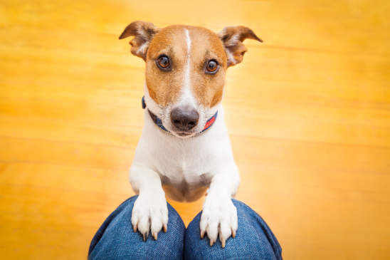 Canva - Dog Begging on Lap