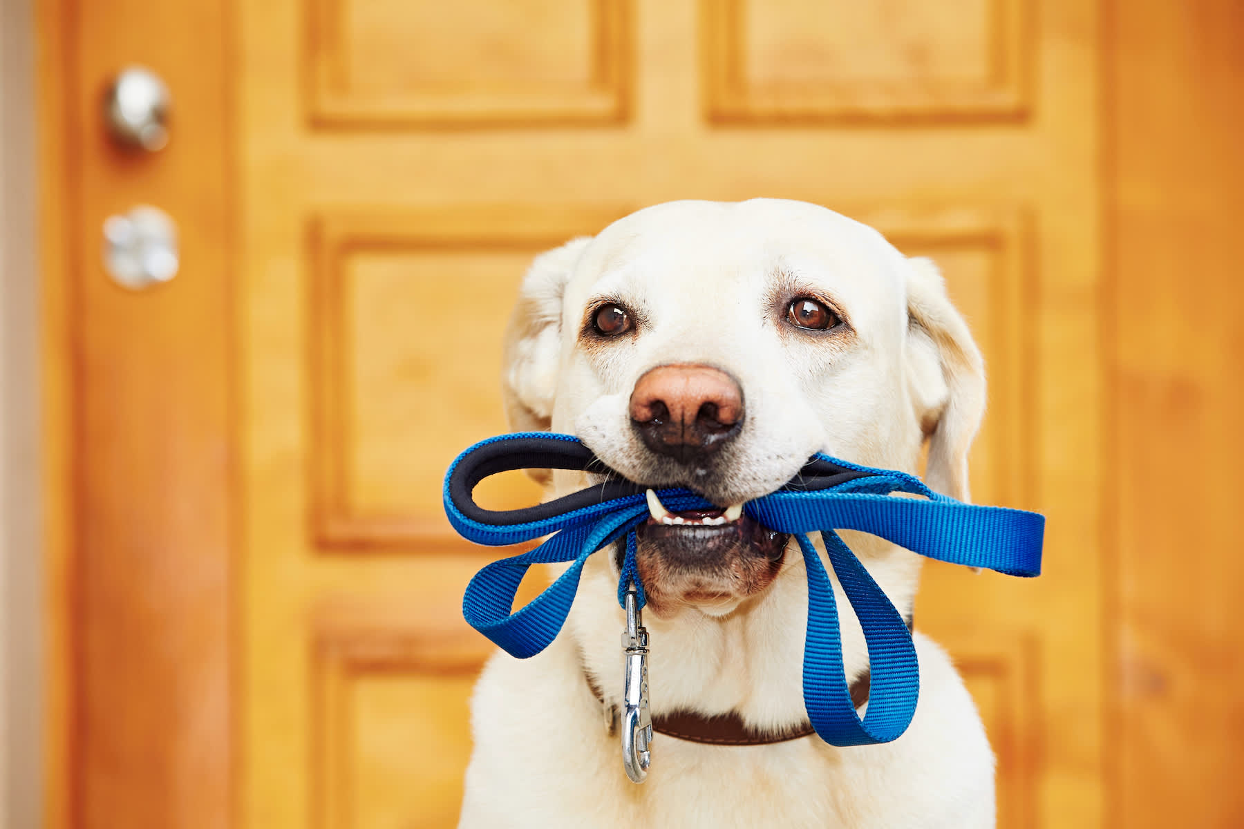 Canva - Dog with leash