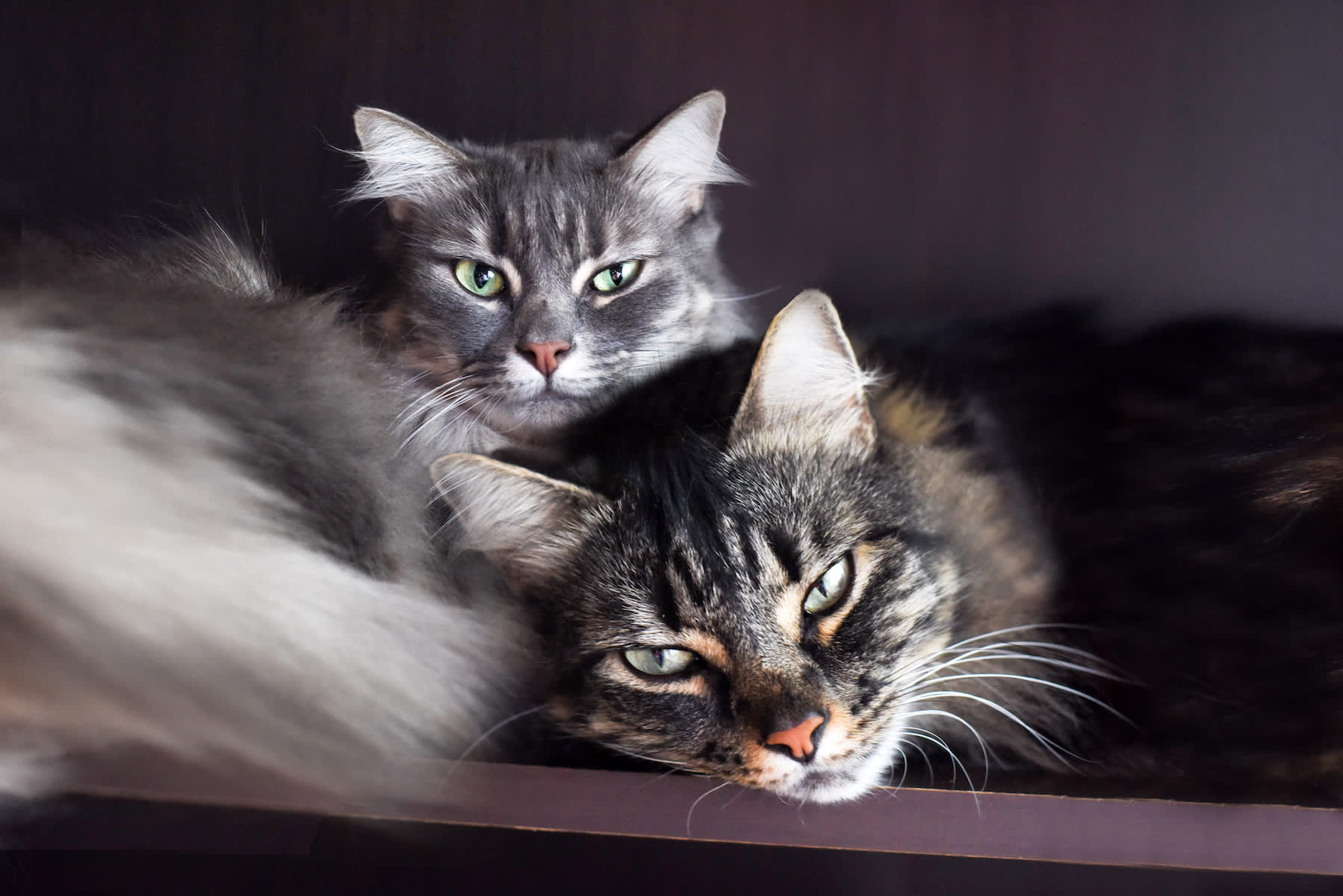 How To Introduce A Second Cat To Your Home — Safely & Happily