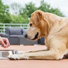 Does My Dog Need Supplements? How To Optimize Your Dog's Diet