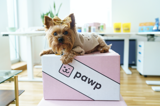 dog on top of pawp box