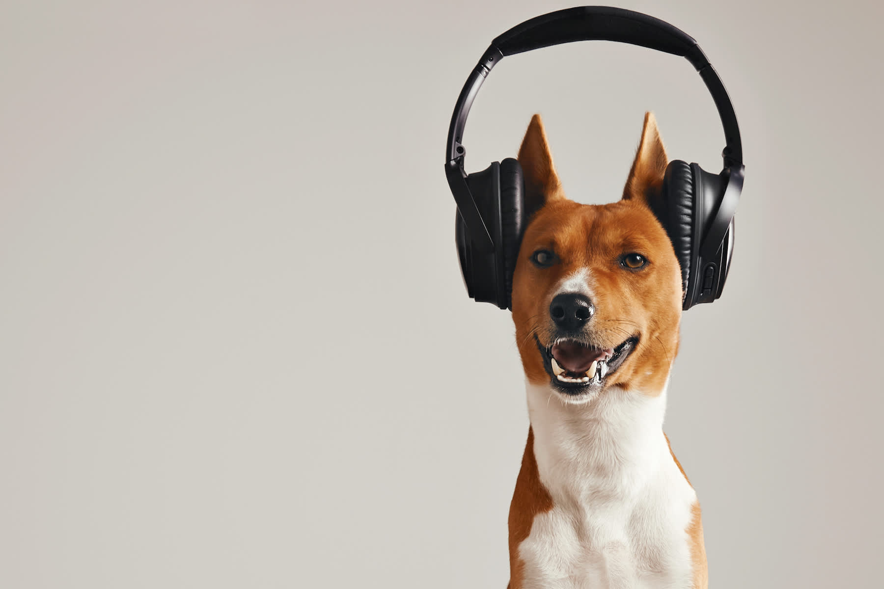 Canva - Happy basenji dog wearing headphones