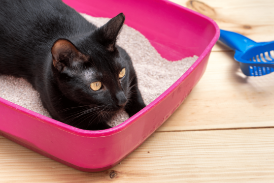 Cat Constipation: Signs Your Cat Is Constipated & How To Help