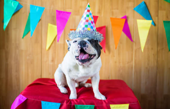 Canva - Dog dressed for party