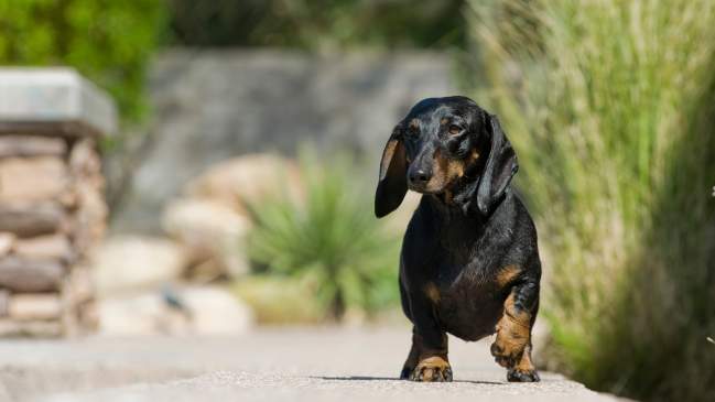 7 Dog Breeds That Are Perfect for City Life