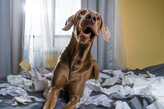 Canva - Weimaraner dog the dog is playing on the bed. ripped the paper. naughty but playful dog portrait.