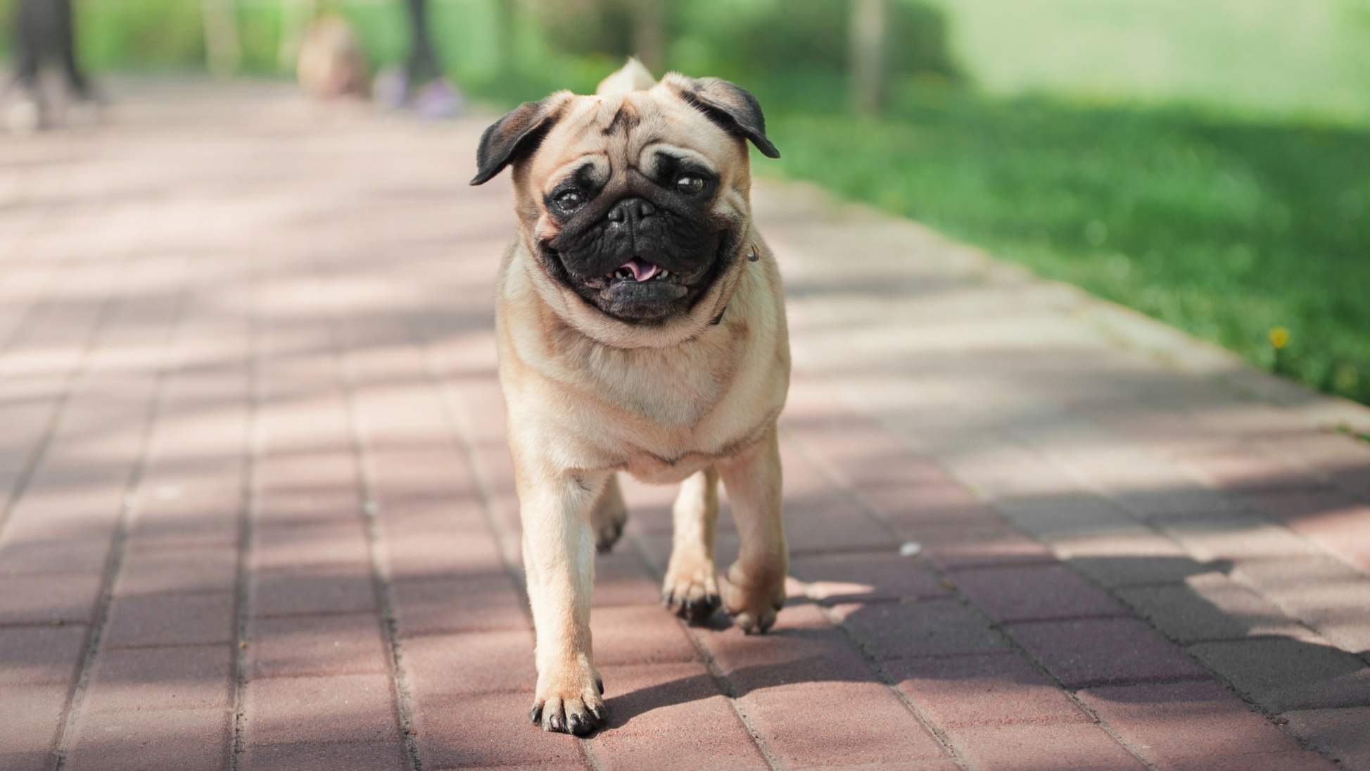 7 Dog Breeds That Are Perfect For City Life