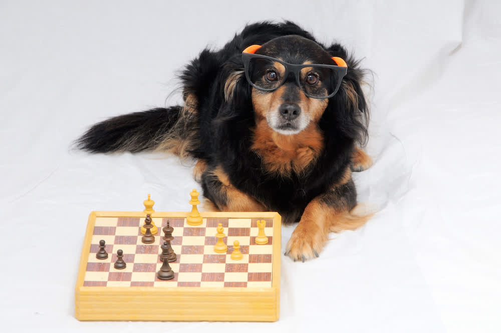 Canva - Smart Dog Playing Chess