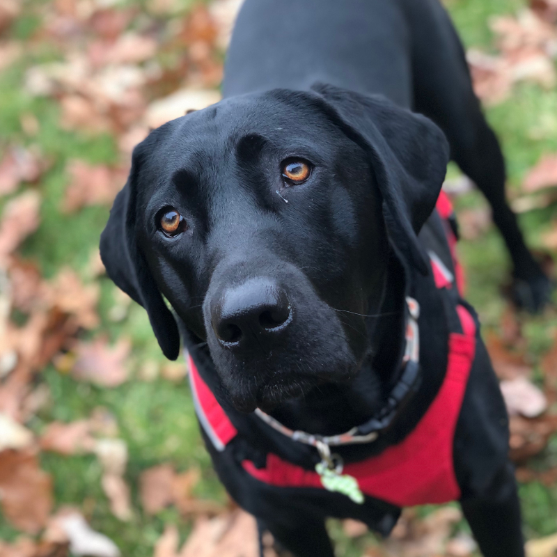 Pawp review - William S.