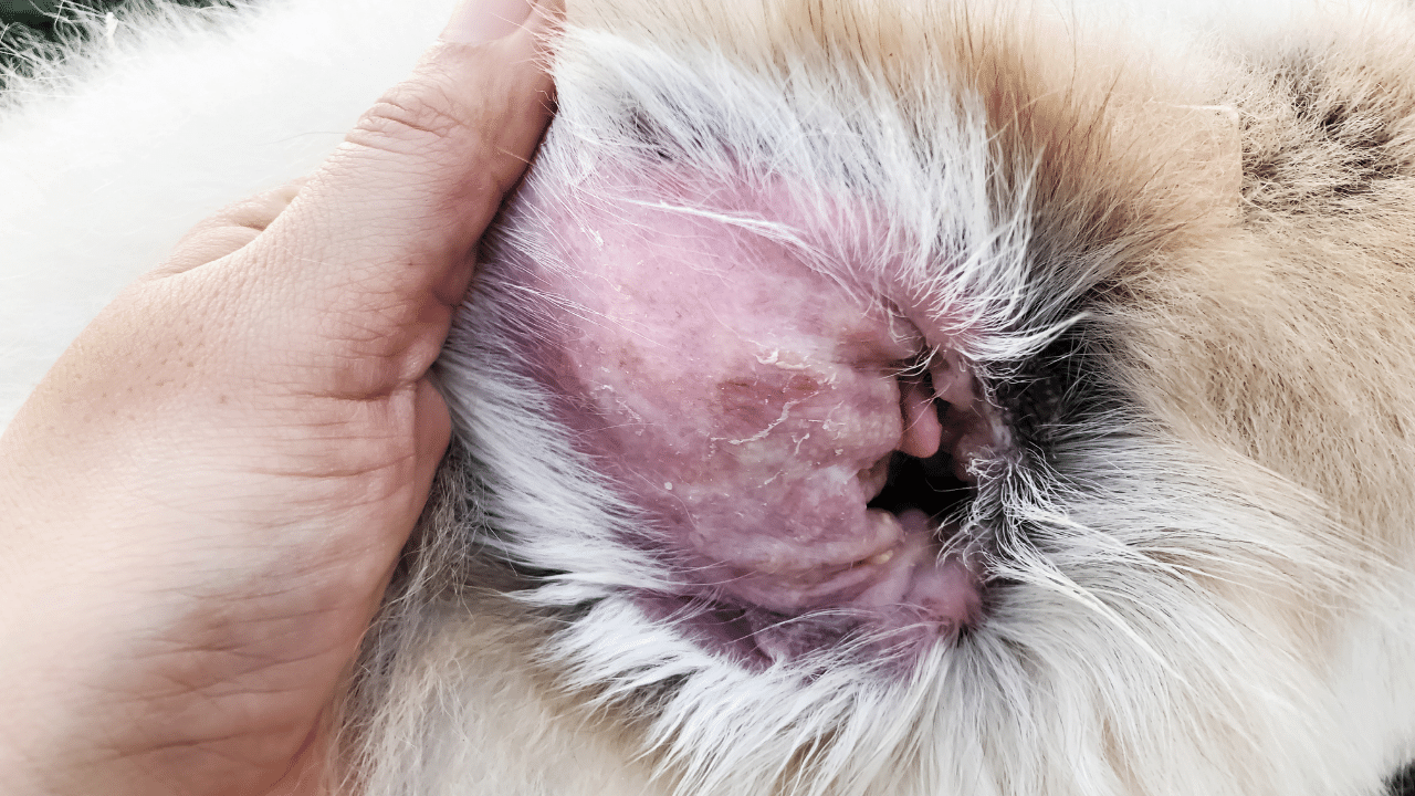 dog ear infection - scaly skin