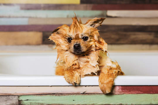 10 Best Groomers In NYC Who Will Get Your Pet Ready For The Puparazzi  