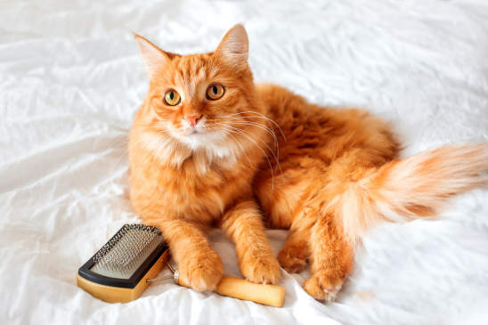 Canva - Ginger cat lies on bed with grooming comb.