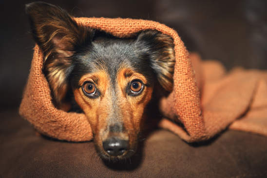 dog anxiety, hiding under blanket