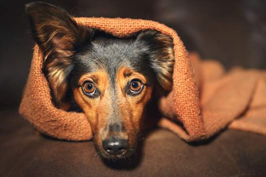 dog anxiety, hiding under blanket