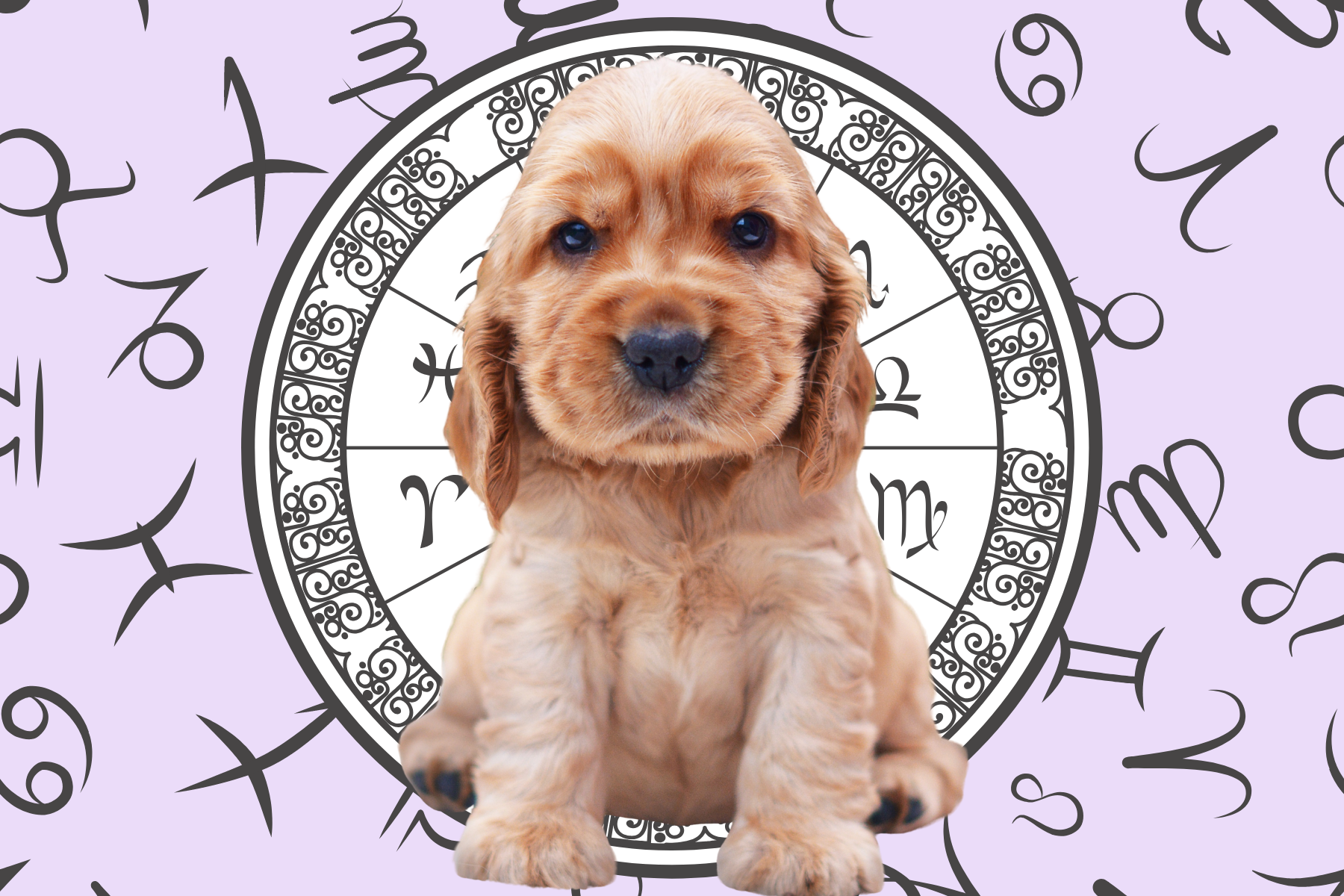 Your Dog's Weekly Horoscope 2020: May 25-31