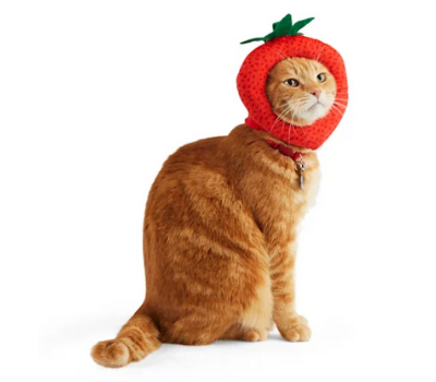 berry cat halloween costume