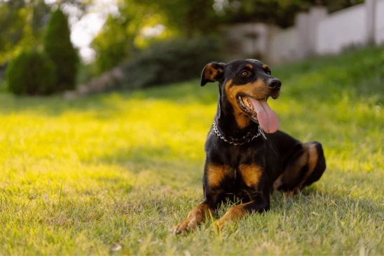 smartest dog breeds - doberman pinscher - pawp