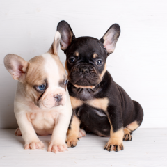 89 French Bulldog Names For Frenchie Parents
