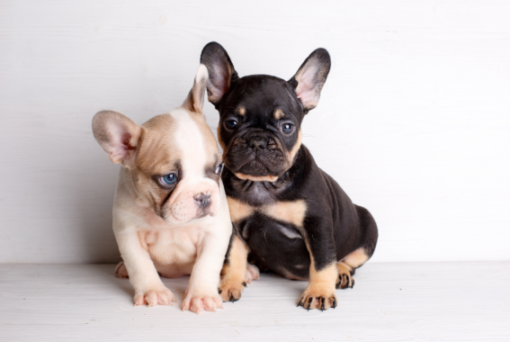 89 French Bulldog Names For Frenchie Parents