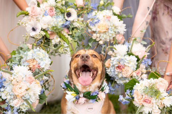 Dog Wedding Attire: 7 Dog Wedding Outfit Ideas For Your Big Day