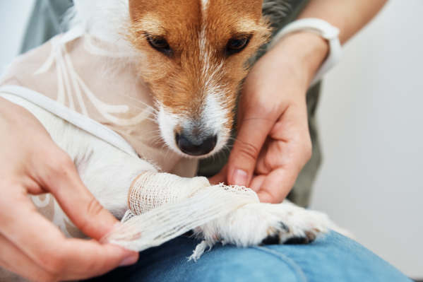What To Do If Your Pet Is Bleeding