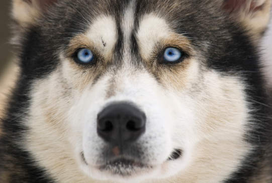 Canva - Siberian Husky Face