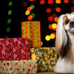 9 *Perfect* Gifts Under $50 For Your *Perfect* Dog This Holiday Season
