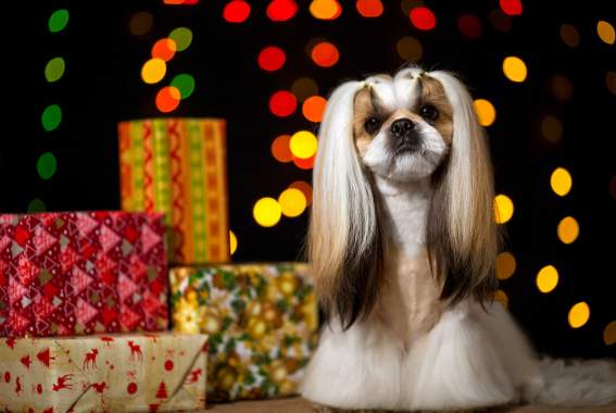 9 *Perfect* Gifts Under $50 For Your *Perfect* Dog This Holiday Season