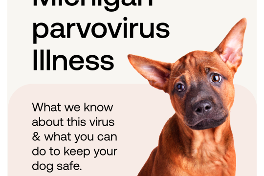 Parvovirus Illness Spreads In Michigan: What You Need To Know