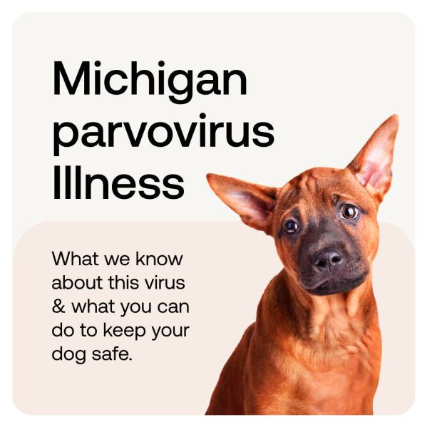 Parvovirus Illness Spreads In Michigan: What You Need To Know