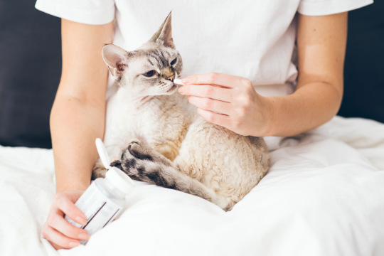 The Best Supplements For Cats