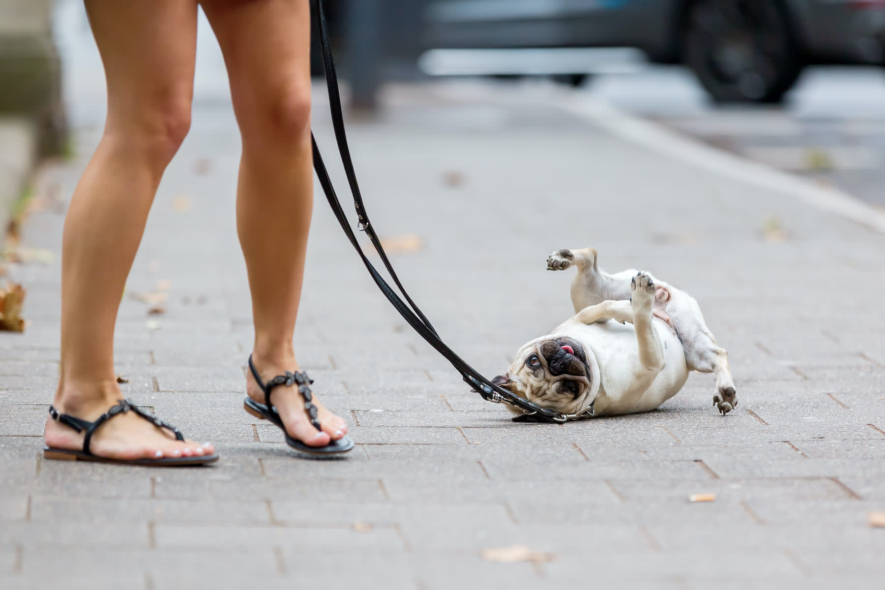 Canva - cute pug at the leash rolls on the sidewalk