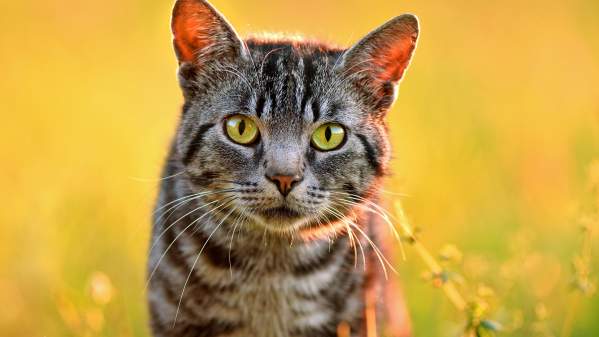 Do Cats Really Have 9 Lives? What You Should Know About Your Cat's Ability To Survive
