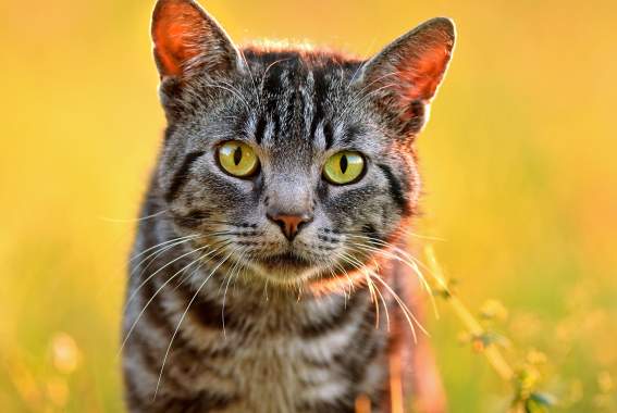 Do Cats Really Have 9 Lives? What You Should Know About Your Cat's Ability To Survive