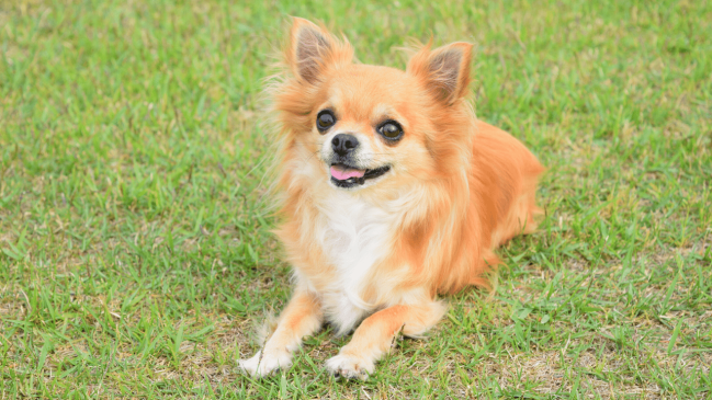 chihuahua - healthiest dog breeds
