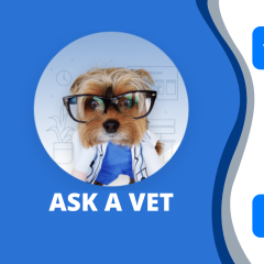 Ask A Vet: Pawp Online Vets Talk Emergency Vet Bills & Separation Anxiety
