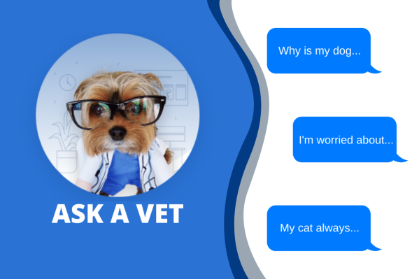 Ask A Vet: Pawp Online Vets Talk Emergency Vet Bills & Separation Anxiety