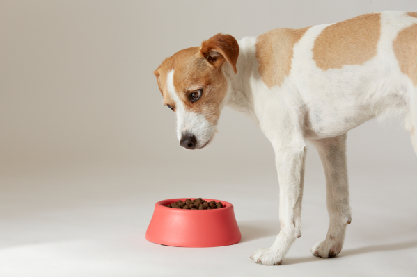 Resource Guarding: What To Do If Your Dog Does It