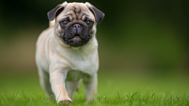pug - best dog breed for cats - Pawp