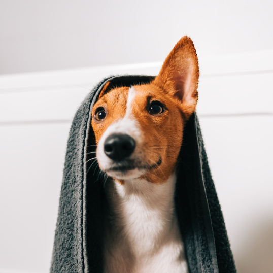 dog with blanket on head