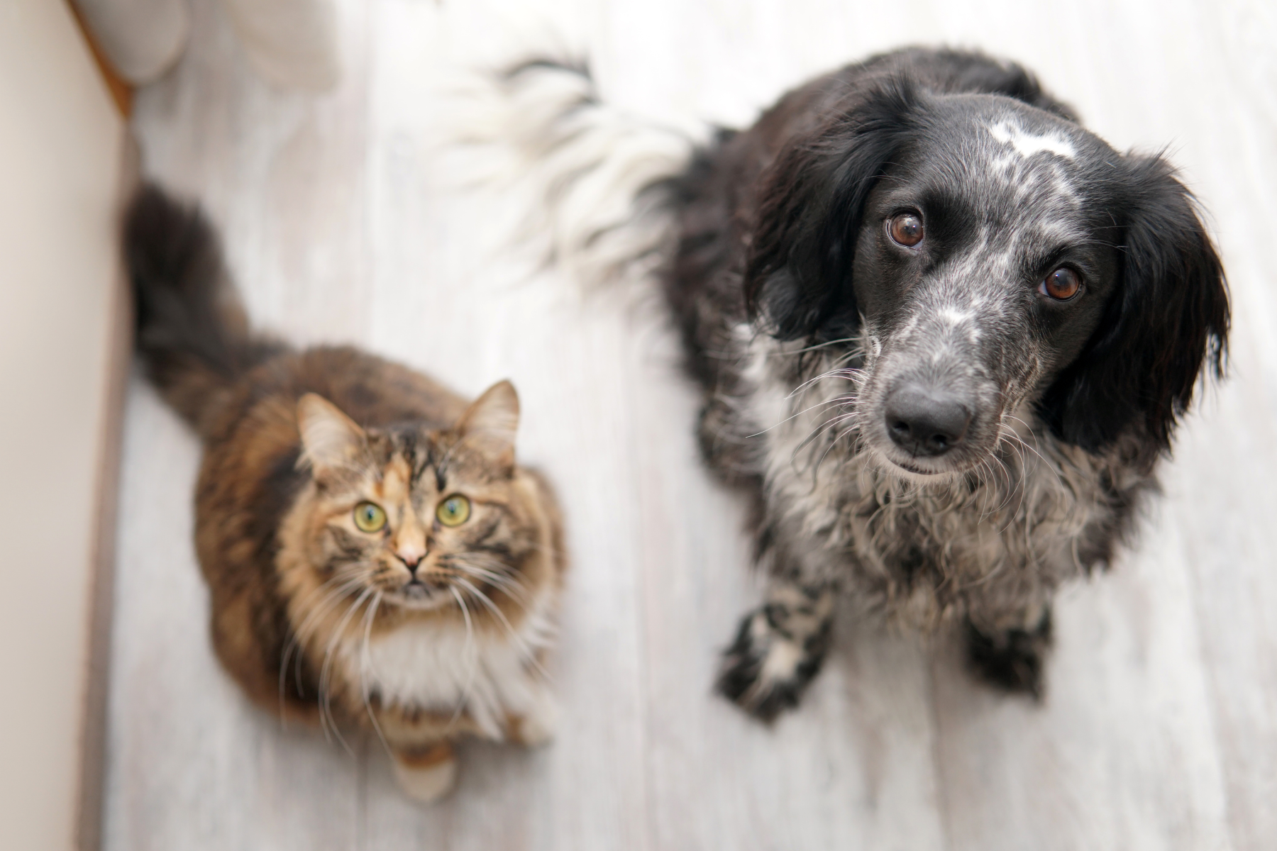 Pet-Safe Pest Control Tips